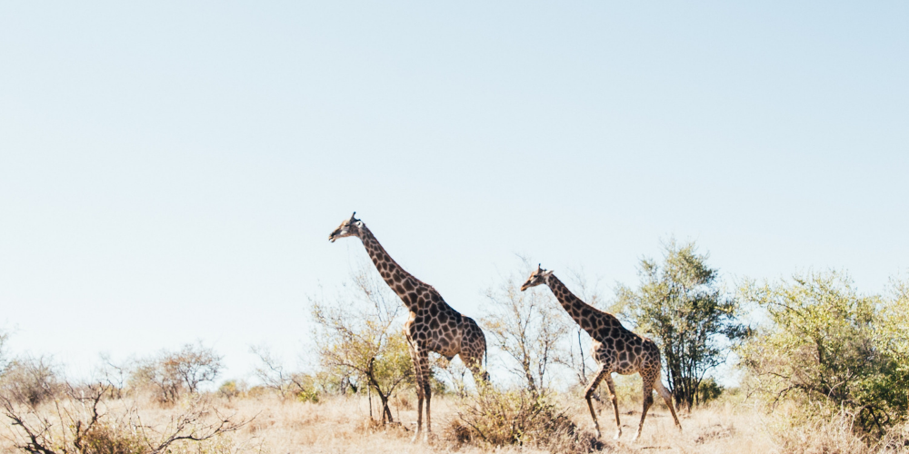 Wild Things